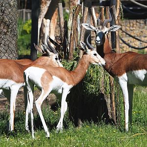 Mhorr gazelles (Nanger dama mhorr), 2021-06-01