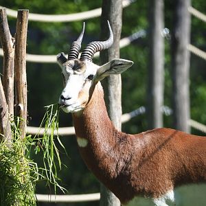 Mhorr gazelle (Nanger dama mhorr), 2021-06-01