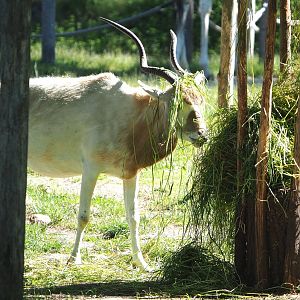Addax (Addax nasomaculatus), 2021-06-01