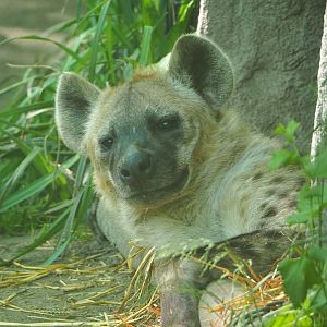 Spotted hyena (Crocuta crocuta), 2021-06-01