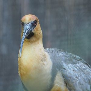 Black-faced ibis (Theristicus melanopis), 2021-06-01