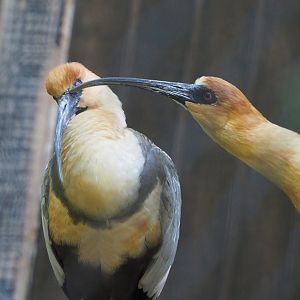 Black-faced ibises (Theristicus melanopis), 2021-06-01