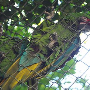 Mexican military macaw (Ara militaris mexicana), 2021-06-01