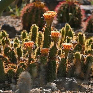 torch cactus in cactus garden
