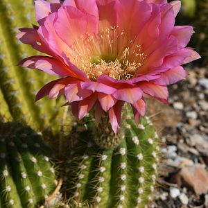 trichocereus in cactus garden