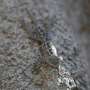 wild lizard in LIfe On The Rocks