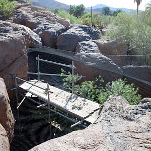 renovation of gray fox exhibit