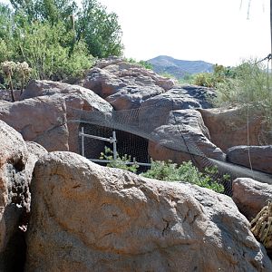 renovation of gray fox exhibit