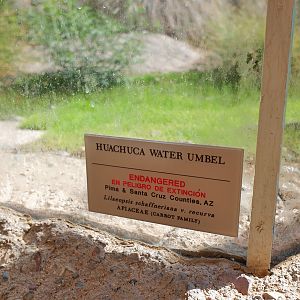 endangered plant in frog exhibit
