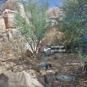 roadrunner and jackrabbit exhibit