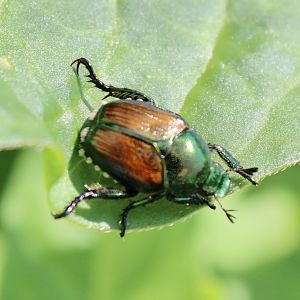 Jul. 2021 - Japanese Beetle
