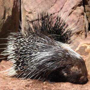 May. 2021 - African Journey - Cape Porcupines