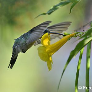 lucifer hummingbird (hummingbird aviary)
