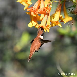 rufous hummingbird (hummingbird aviary)