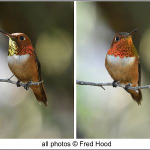 throat colors refracting light