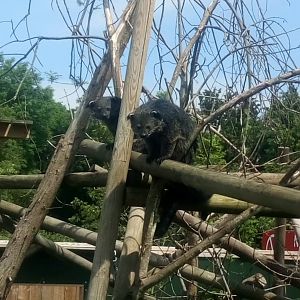 Binturong 1 July 2021