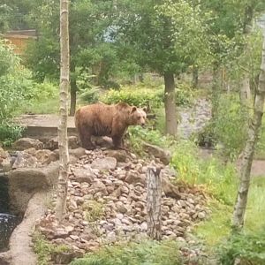 Brown bear 30 June 2021