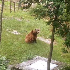 Brown bear 30 June 2021