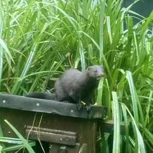 American mink 30 June 2021