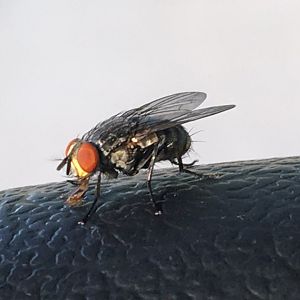 Housefly (Musca domestica)