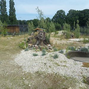 Enclosure African wild dog