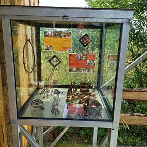 Educational display African wild dog