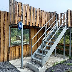Viewing platform African wild dog