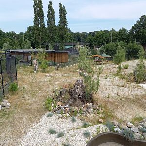Enclosure African wild dog
