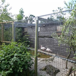 Lesser flamingo aviary