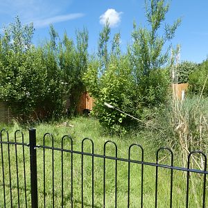 Giant anteater enclosure