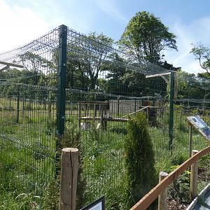 Arctic fox enclosure