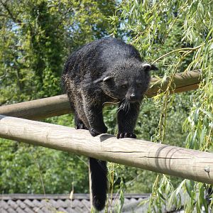 Binturong