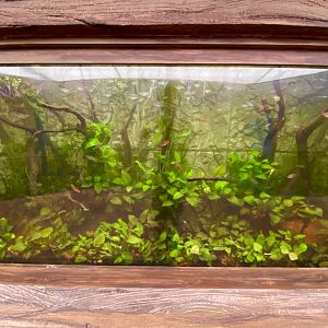 Congo Jewels: Mark II