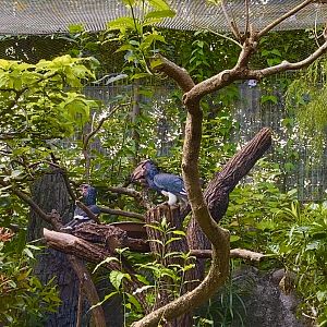 River Wonders aviary w/ Trumpeter hornbills