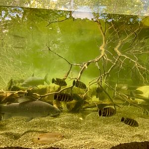 Riverine Exhibit for Vittatus tigerfish