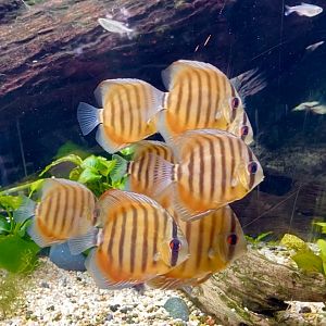 Shoal of Discus, River Wonders