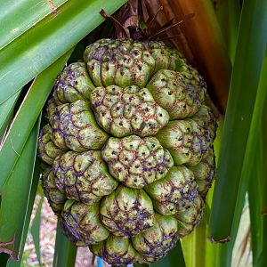 Pandan fruit cluster