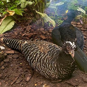 Bare-faced Curassows (Crax fasciolata)