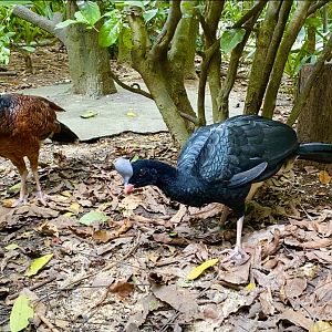 Helmeted curassows (Pauxi pauxi)