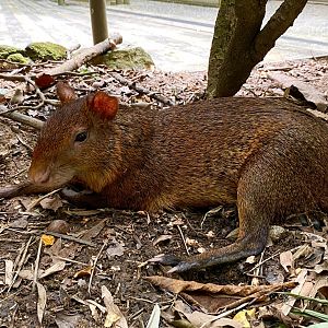 Azara’s agouti (Dasyprocta azarae)