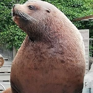 Steller Sea Lion Bull / Eumetopias jubatus / Faunia Madrid