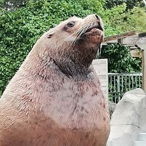 Steller Sea Lion Bull / Eumetopias jubatus / Faunia Madrid.