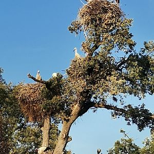 White Stork / Ciconia ciconia / Wild & Free-Living / Zoo Aquarium de Madrid