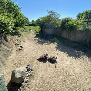 Jun. 2021 - Plains - Mixed-Species Savanna Exhibit (1.05 Acres)