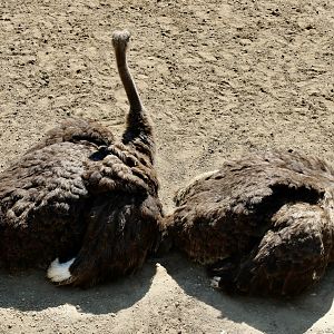 Jun. 2021 - Plains - Ostriches