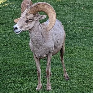 Desert bighorn sheep (Ovis canadensis nelsoni)