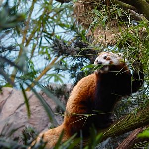 Red Panda