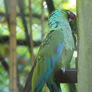 Mexican military macaw (Ara militaris mexicana), 2021-06-01