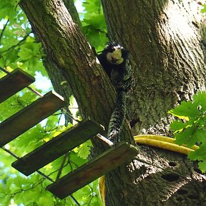 Geoffroy's tufted-ear marmoset in an oak tree (Callithrix geoffroyi), 2021-06-01