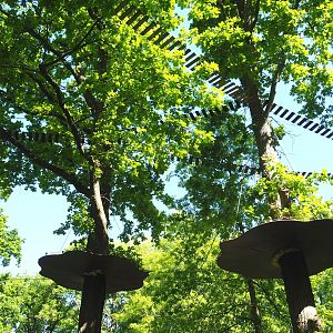 Marmoset climbing structures in oak trees, 2021-06-01